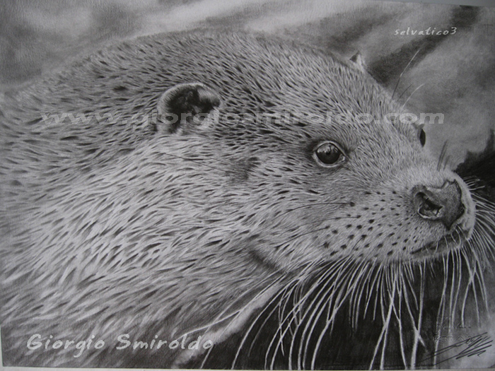 Disegni matita - 